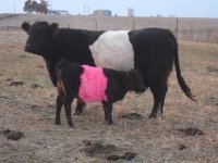 pink%20beltie.jpg