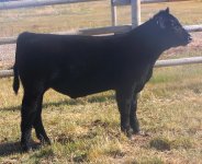 2012 4H Steer.jpg