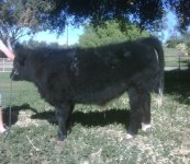 Steer 2.jpg