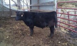 Angus Bull.jpg
