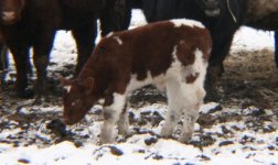 Boomer calf side.jpg