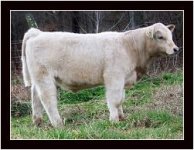 bull pics 1-31-12 resize #2.jpg