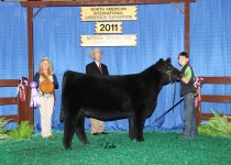 Ch-Simmer-Yearling-Heifer.jpg