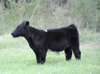 n-charge steer.jpg