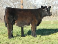 TIGER WOODS HEIFER2.jpg