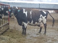 gpa cows 003.jpg-reduced.jpg