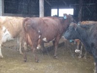gpa cows 010-reduced.JPG