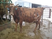 gpa cows 039.jpg-reduced.jpg