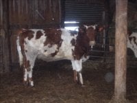 gpa cows 083.jpg-reduced.jpg