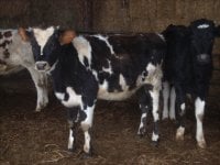 gpa cows 084.jpg-reduced.jpg