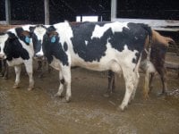 gpa cows 011.jpg-reduced.jpg