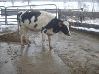gpa cows 022- reduced.JPG