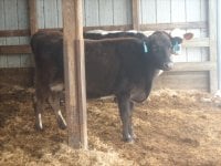gpa cows 051- reduced.JPG