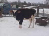 gpa heifers 006-reduced.JPG