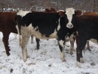 gpa heifers 022-reduced.JPG