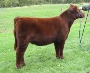 102 heifer a resize.jpg