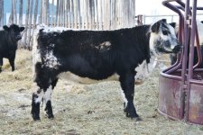 Six Star heifer.jpg