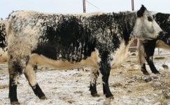 Speckle cow.jpg