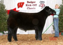 rainmakerxangusshorthorn_lg.jpg
