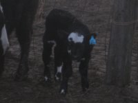 BIM calf2.JPG