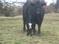 pepper calf.jpg