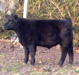 lowline steer profile.jpg