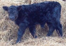 122 bull calf cropped.jpg