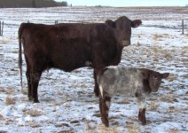 Diamond Pleasant Dawn 12P and ACC General 4U calf.jpg