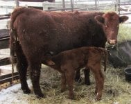 Lazy H J Nitro Jacqueline 14X and her Birdtail Ann's Gus 12X calf (Doug).jpg