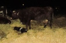 Diamond Ravishing Baroness 35R and Diamond Urban Legend 28U heifer calf.jpg