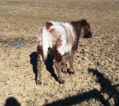 BS calf.jpg