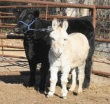 IMG_8846 (1)  MY TURN heifer & DUKE  (800x756).jpg