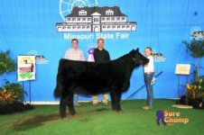 MO State Fairhannibal heifer.jpg