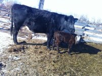 Shorthorn x Angus three quarter Shorthorn  shorty with Shorty sired calf.jpg