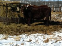 Shorthorn x Simmental.jpg