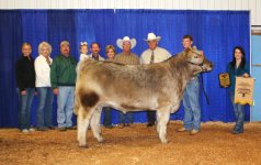 2011 Champion Steer.jpg