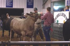 2012 stockshow 035.JPG
