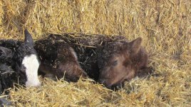 babies simmy x angus, angus x shorthorn.jpg