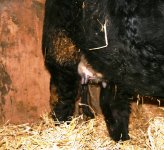 smFancy Northern IMprovement x 3cMacho Udder.jpg