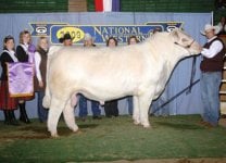 TM-GUS-Grand-Champion-Bull.jpg