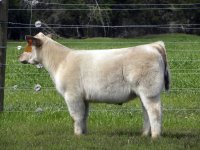 charolais bob.JPG