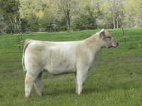 charolais bob 2.JPG