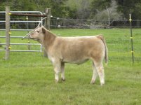 20x charolais 2.JPG