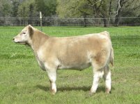 walks alone charolais.JPG