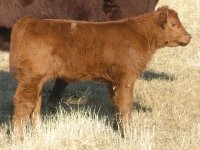 Highliner x Shoshone Heifer.jpg