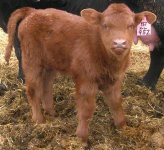 Highliner X Stockman Heifer.jpg