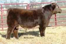 OBE Bull sired Red Reward.JPG