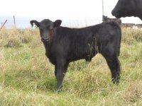 2012Redgebull.jpg