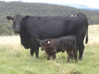 2012rawbunedgehfrcow.jpg