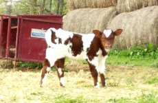 Josie calf.jpg